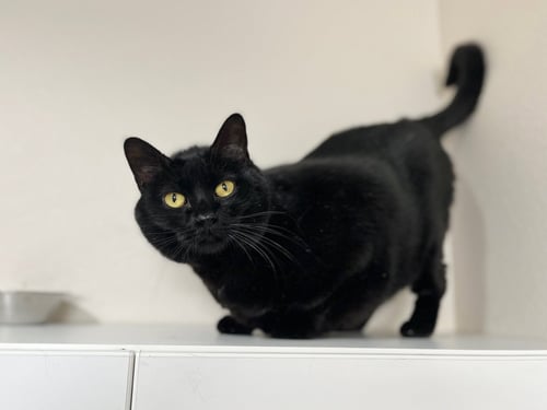 SHEEGWA - Domestic Medium Hair for adoption in Boise