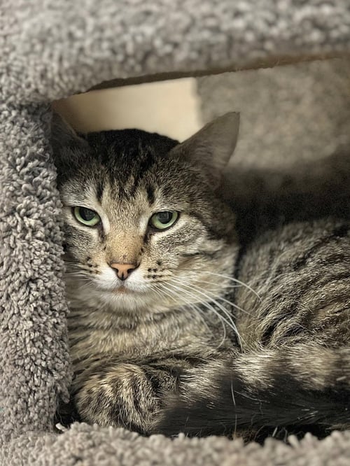 BOONE - Domestic Short Hair available for adoption