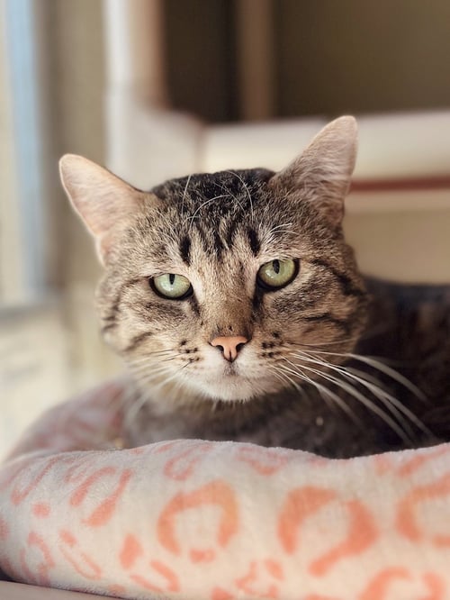 BOONE - Domestic Short Hair available for adoption