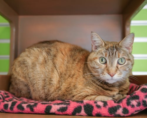 OCTAVIA - Domestic Short Hair / Torbie available for adoption