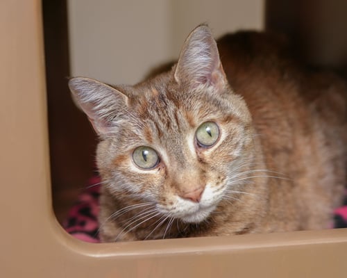 OCTAVIA - Domestic Short Hair / Torbie available for adoption
