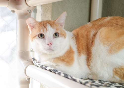 BIGGBY - Domestic Short Hair available for adoption