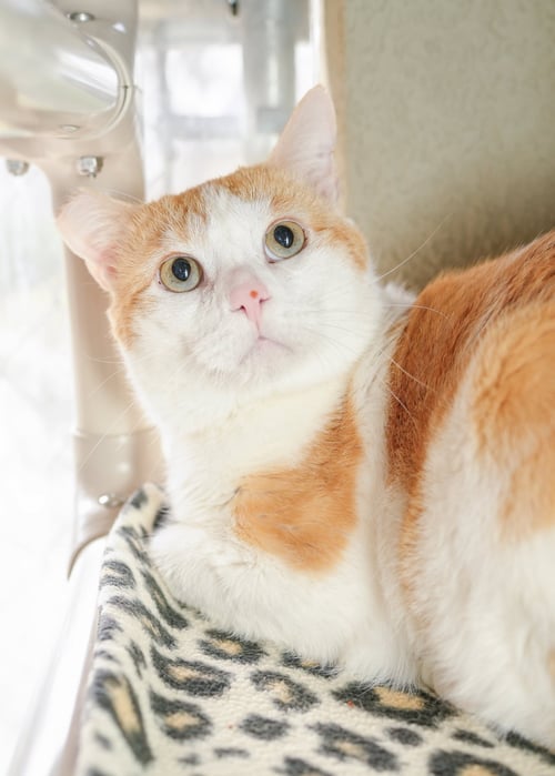 BIGGBY - Domestic Short Hair available for adoption