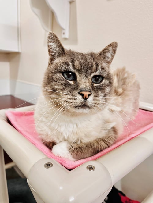 CHANCE - Domestic Short Hair available for adoption