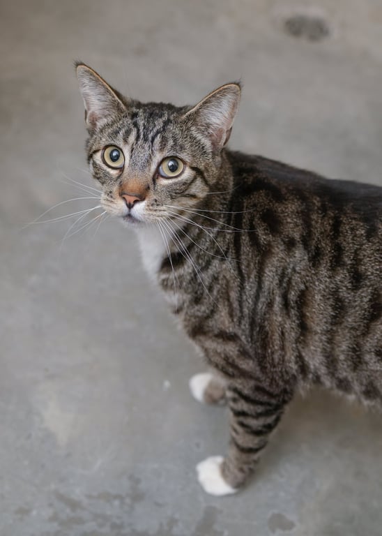 Tabby Image
