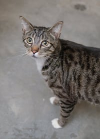 Tabby - Photo 1