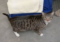 Tabby - Photo 2