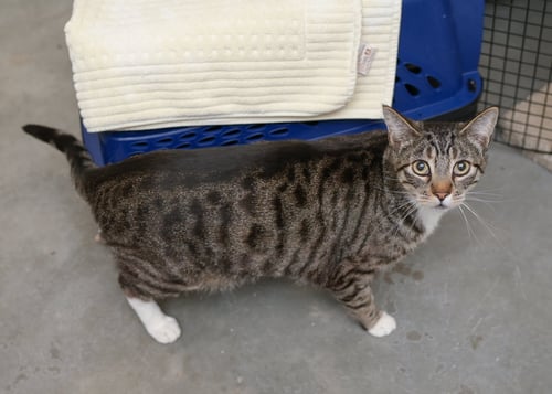 TABBY - Domestic Short Hair available for adoption