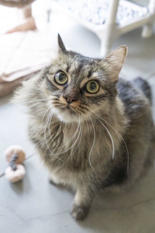 KEONI - Domestic Medium Hair available for adoption