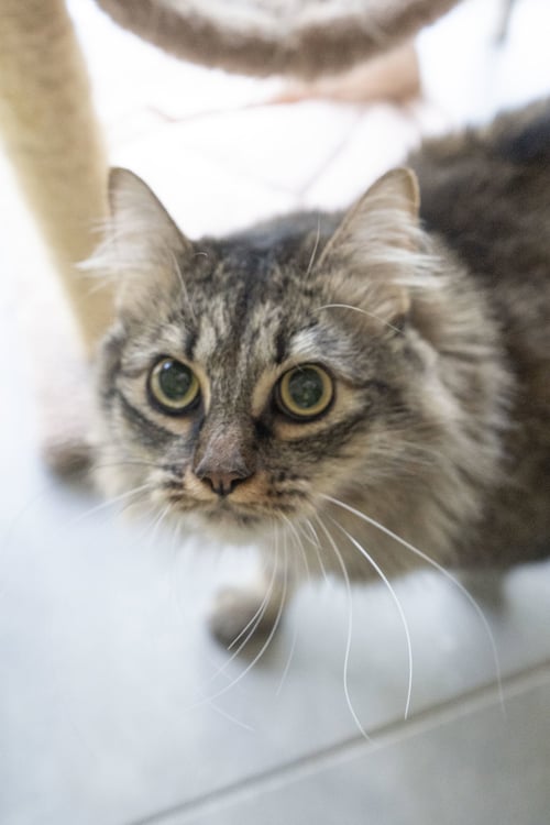 KEONI - Domestic Medium Hair available for adoption