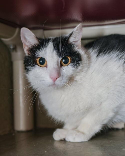 GULLY - Domestic Short Hair available for adoption