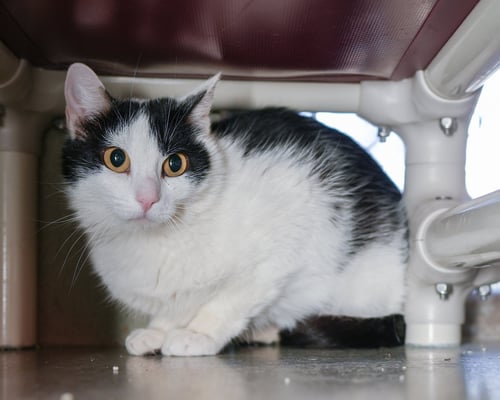 GULLY - Domestic Short Hair available for adoption