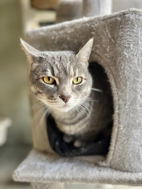 REMINGTON - Domestic Short Hair available for adoption