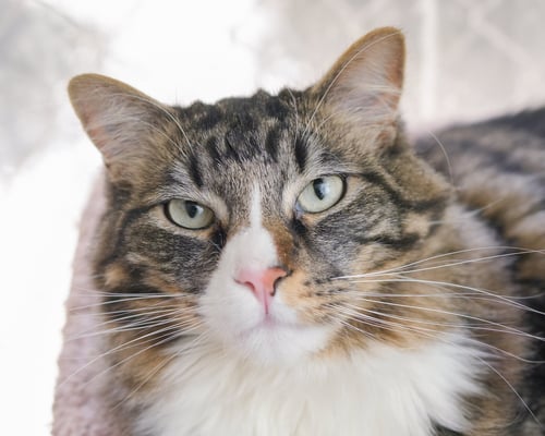 LEGION - Domestic Long Hair available for adoption