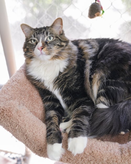 LEGION - Domestic Long Hair available for adoption