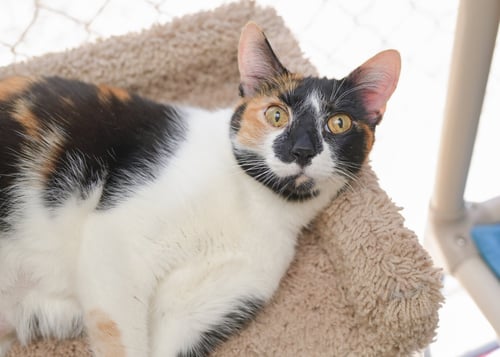 ZIA - Domestic Short Hair available for adoption