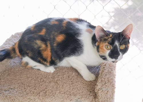 ZIA - Domestic Short Hair available for adoption