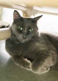 Carlton - Photo 2