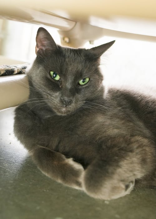 CARLTON - Domestic Short Hair available for adoption