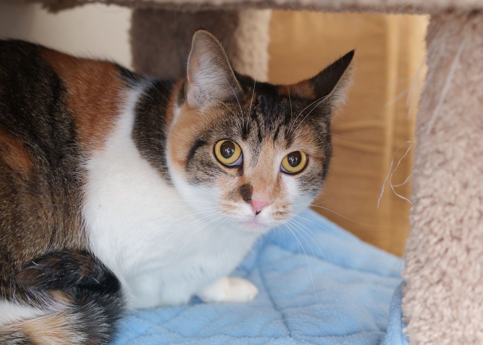 SPARKLE - Domestic Short Hair available for adoption