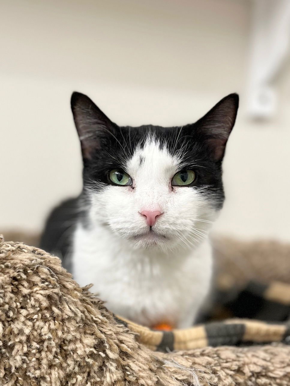 BEA - Domestic Short Hair for adoption in Boise