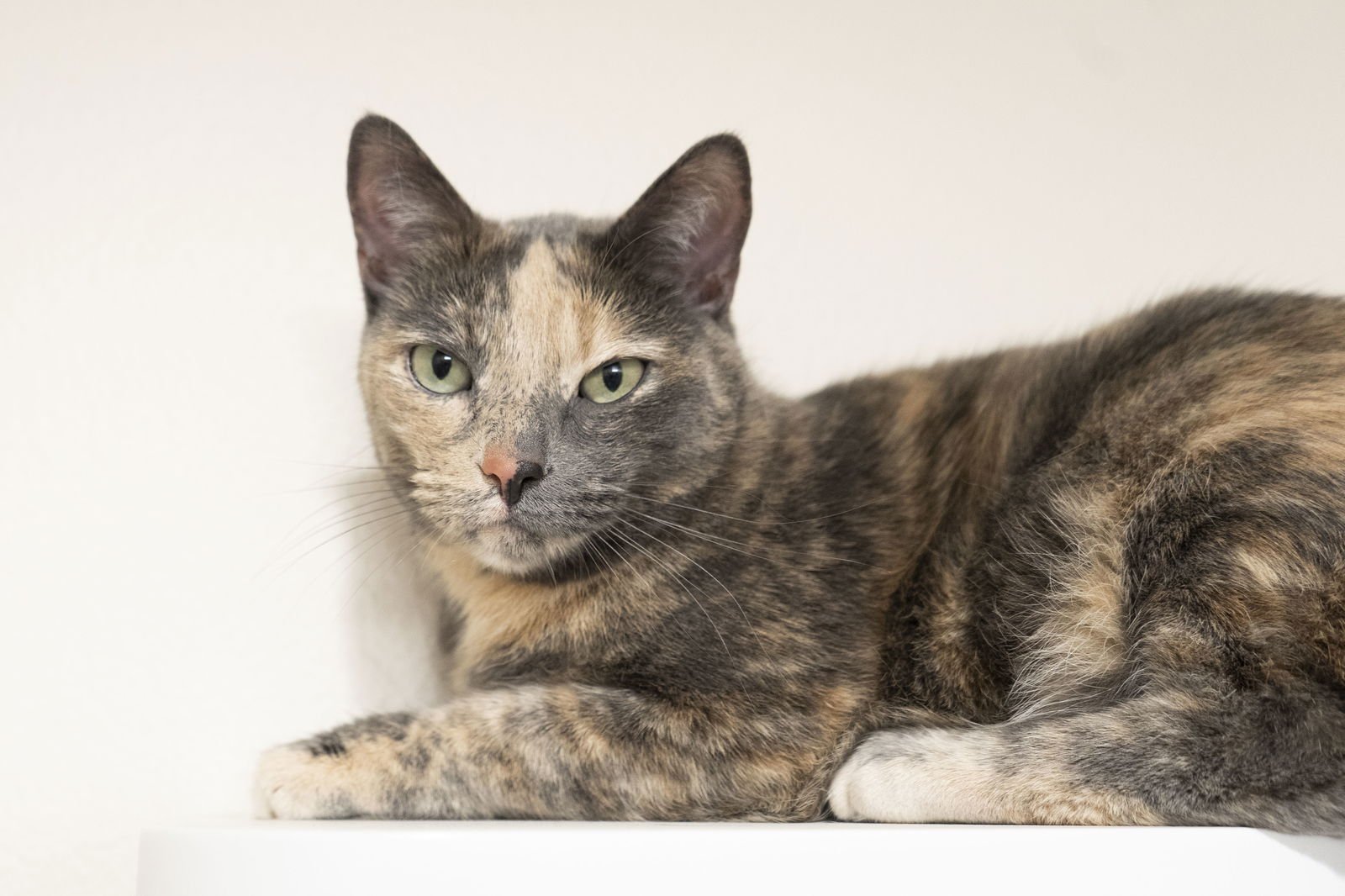 KORTETA - Dilute Tortoiseshell available for adoption