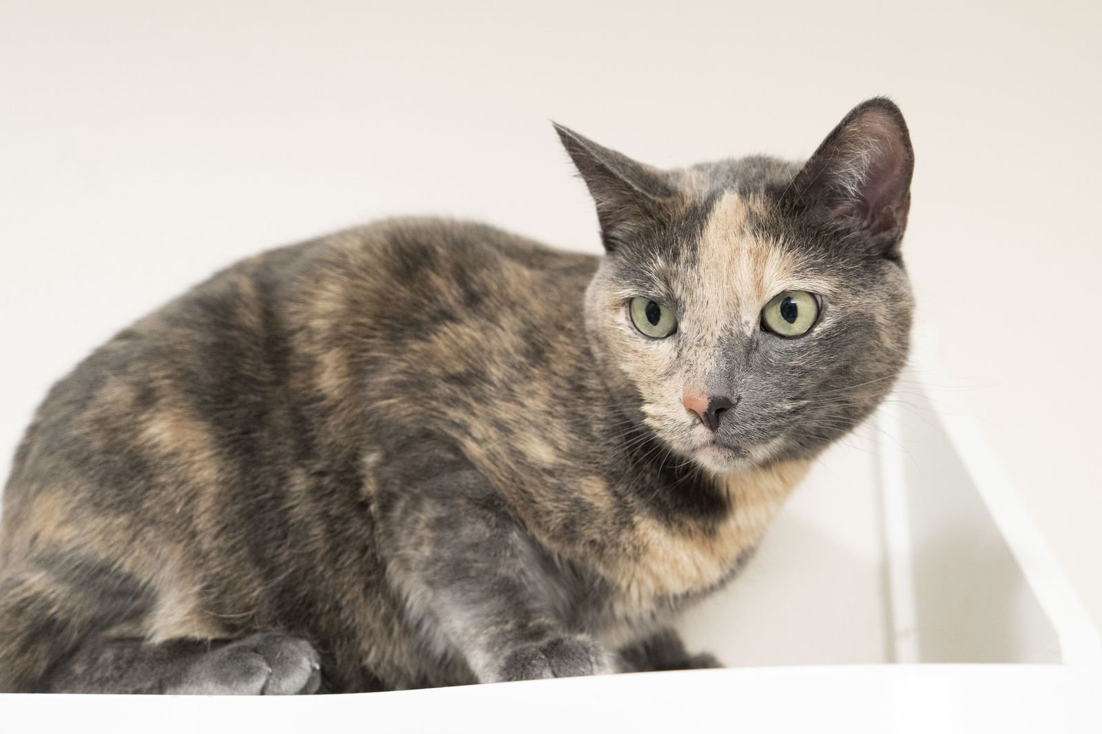 KORTETA - Dilute Tortoiseshell available for adoption