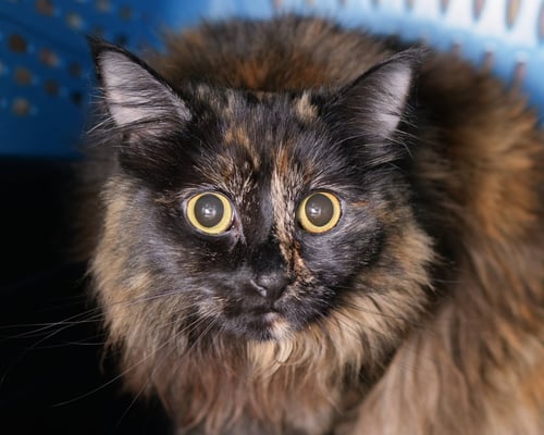 JAIA - Domestic Long Hair / Tortoiseshell available for adoption