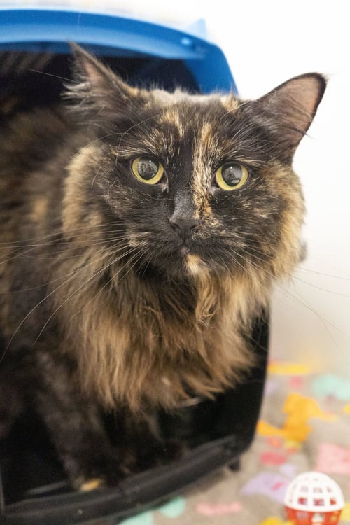 JAIA - Domestic Long Hair / Tortoiseshell available for adoption