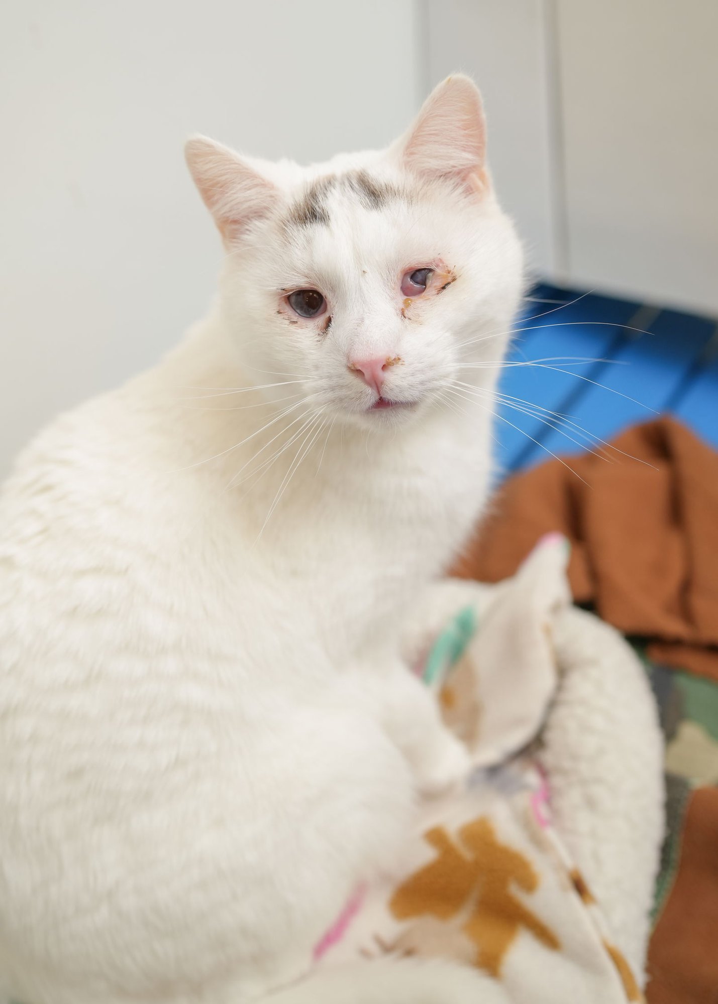 LAVEN - Domestic Short Hair available for adoption