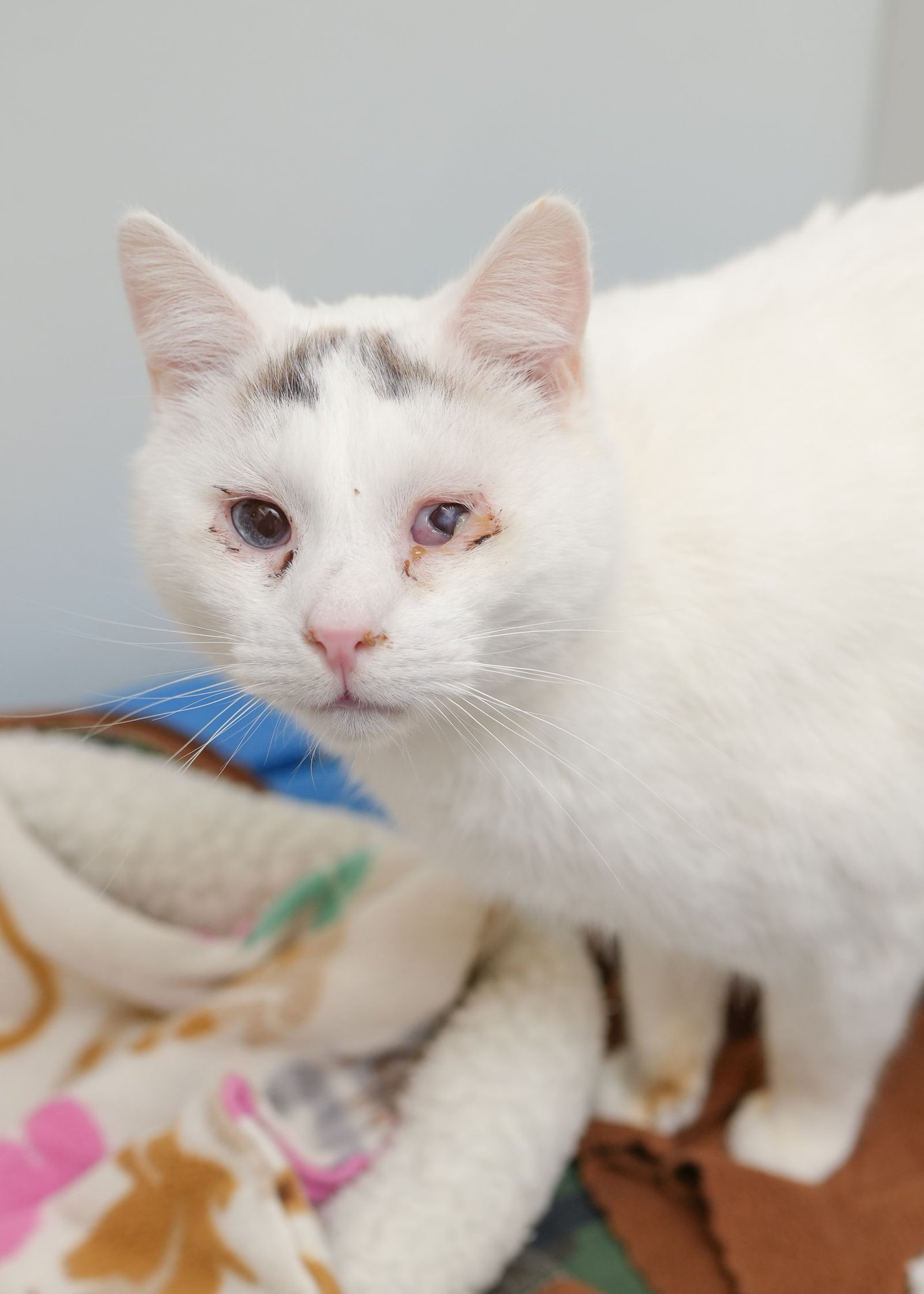 LAVEN - Domestic Short Hair available for adoption