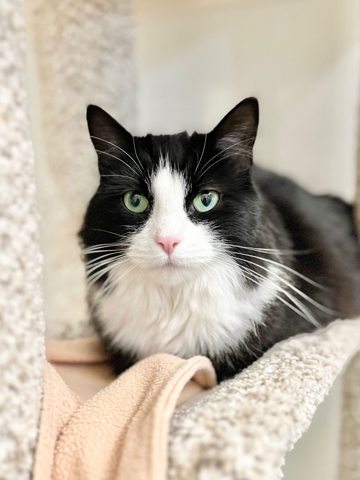 CHANEL - Domestic Long Hair available for adoption