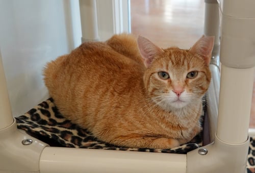 STELLA - Domestic Short Hair available for adoption