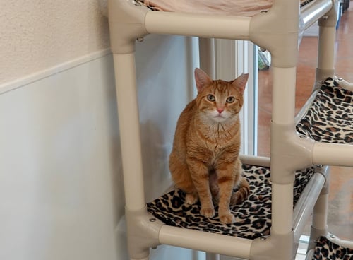 STELLA - Domestic Short Hair available for adoption