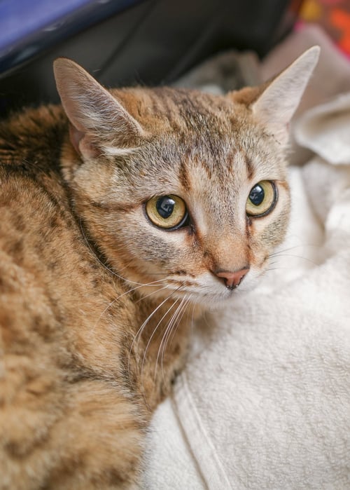 AGNES - Domestic Short Hair for adoption in Boise