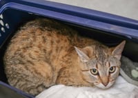 Agnes - Photo 2