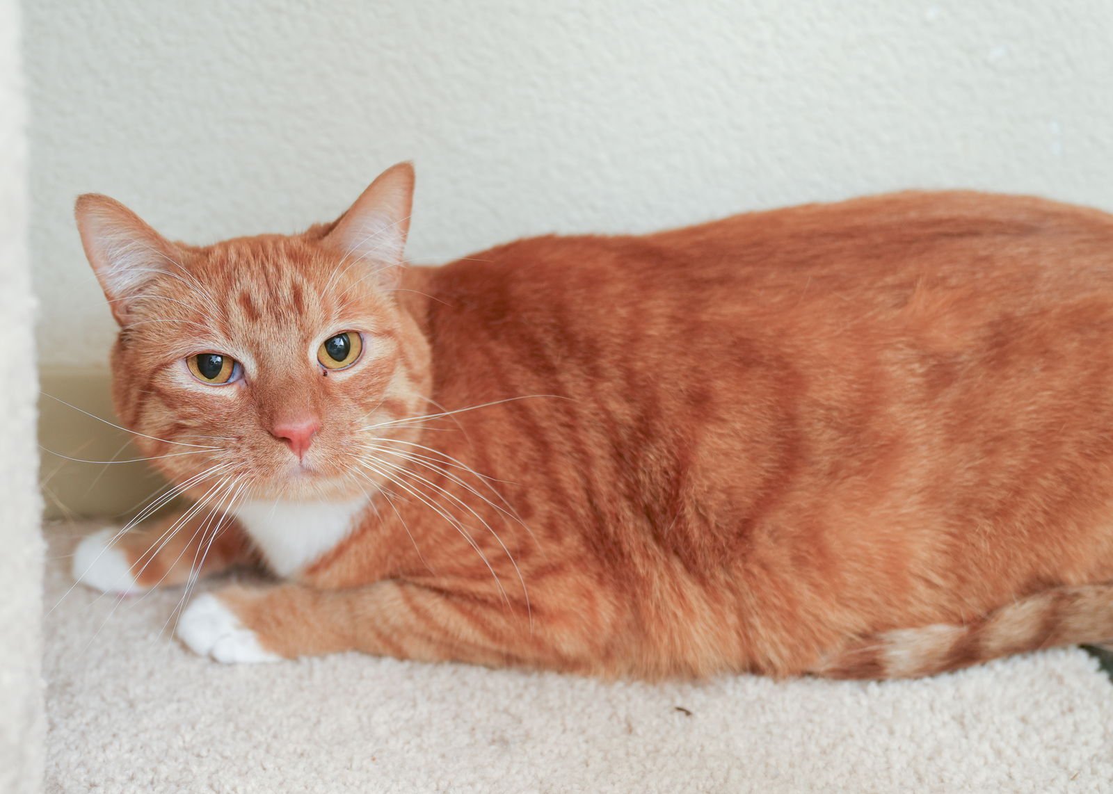 HONEY BEAR - British Shorthair available for adoption