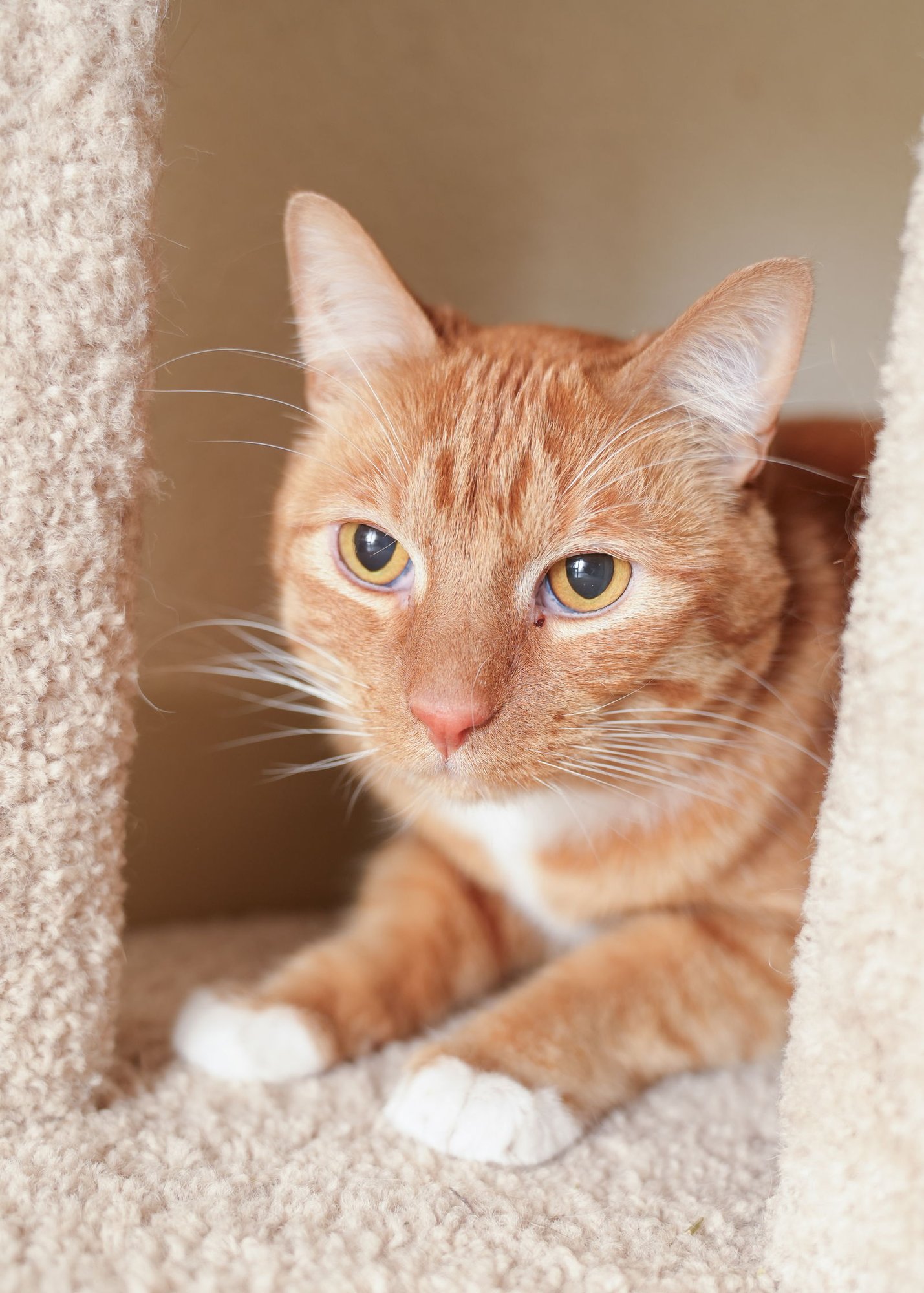 Honey Bear - Photo 3