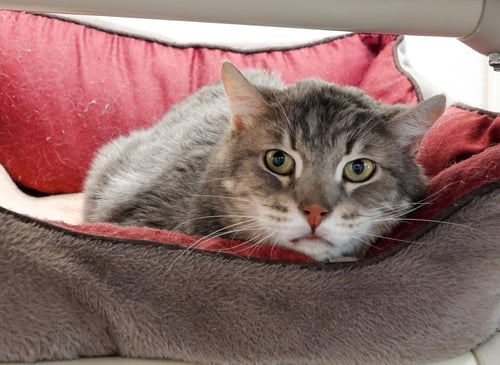 SLIM PICKENS - Domestic Short Hair for adoption in Meridian