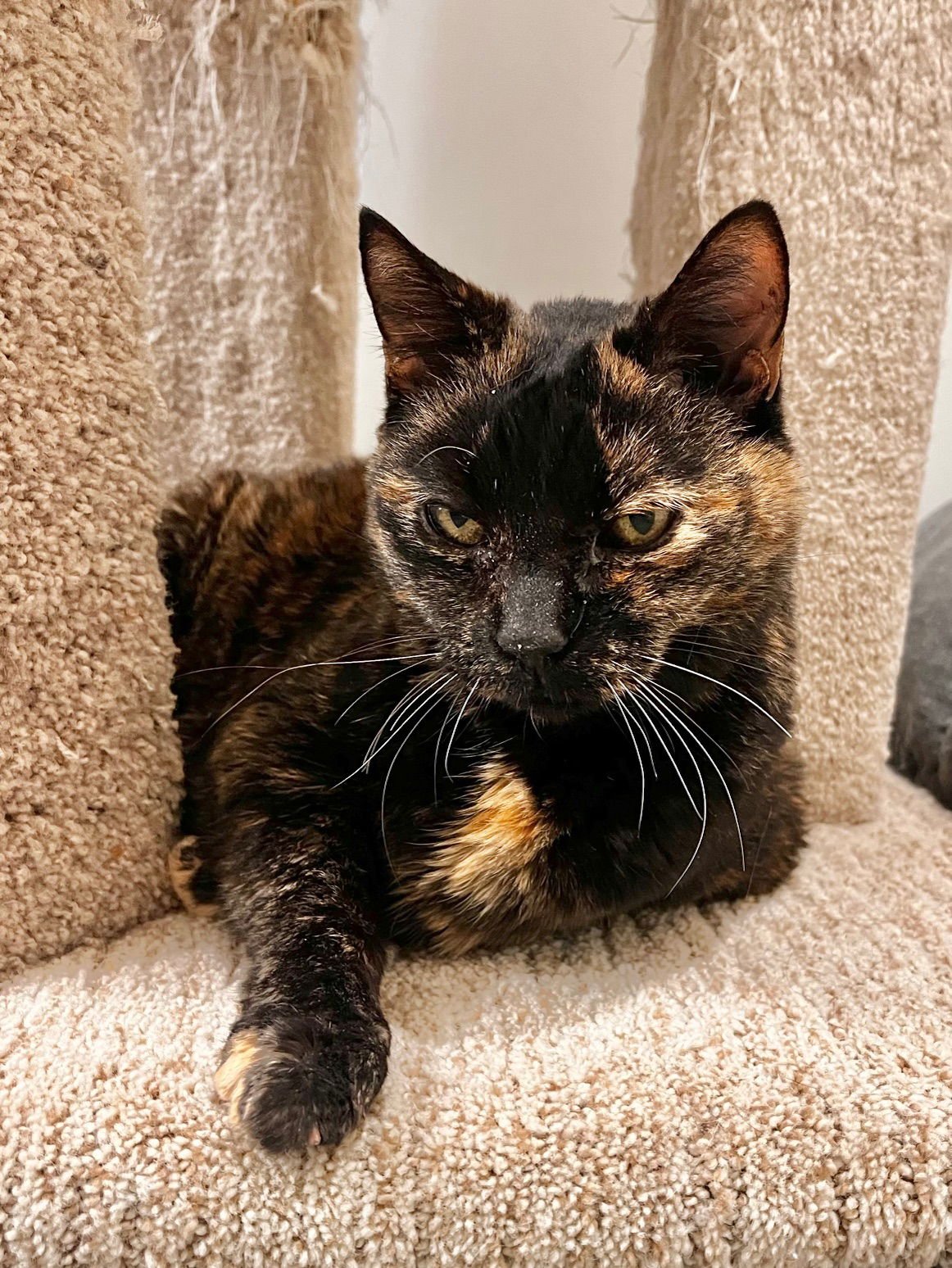 EMMA - Domestic Short Hair for adoption in Boise