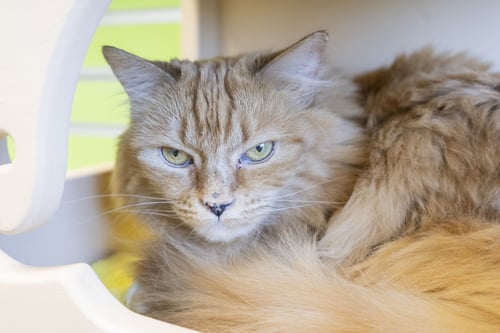 NOD - Domestic Long Hair available for adoption