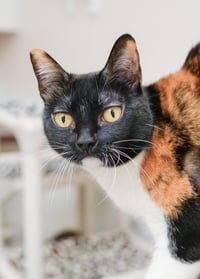 Cali Cat - Photo 1