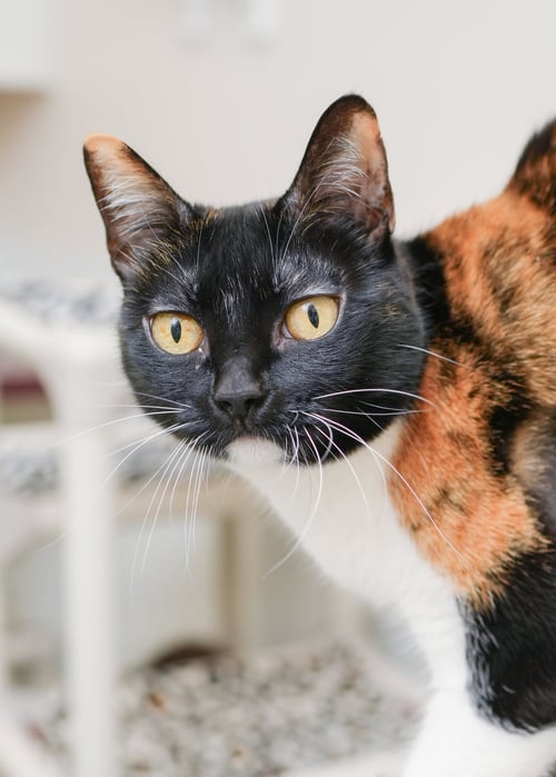 CALI CAT - Domestic Short Hair available for adoption