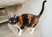 Cali Cat - Photo 2