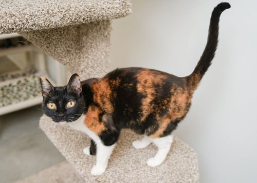 CALI CAT - Domestic Short Hair available for adoption