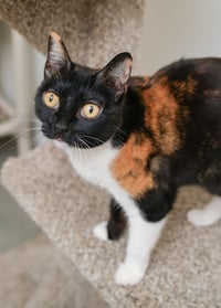 Cali Cat - Photo 3
