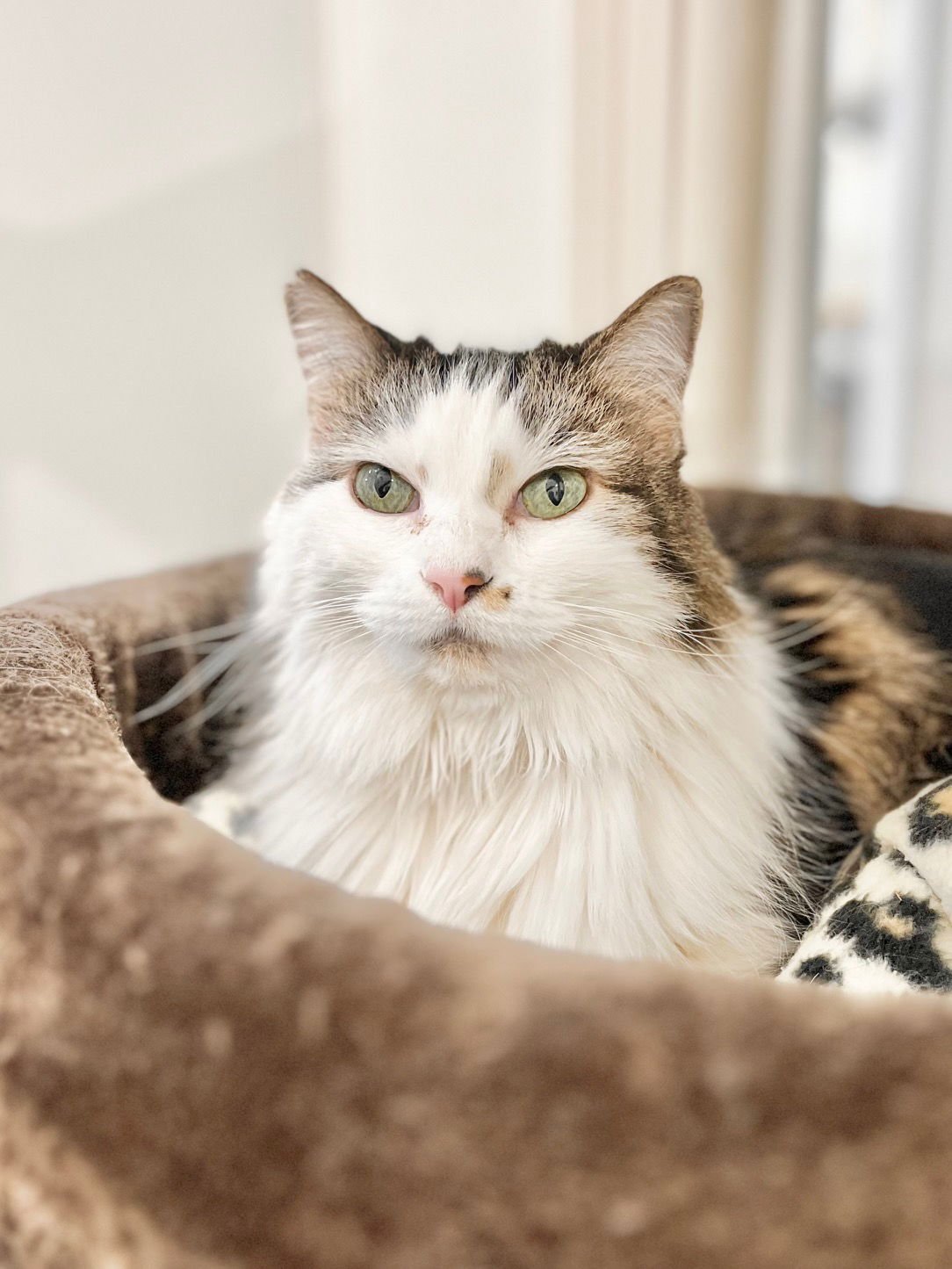BUNNY - Domestic Long Hair for adoption in Boise