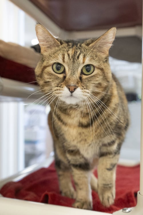 CHARMANDER - Domestic Short Hair / Torbie available for adoption