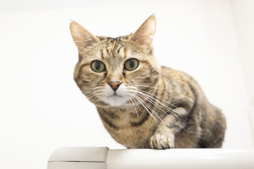 CHARMANDER - Domestic Short Hair / Torbie available for adoption