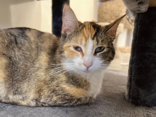 BETH - Domestic Short Hair / Torbie available for adoption